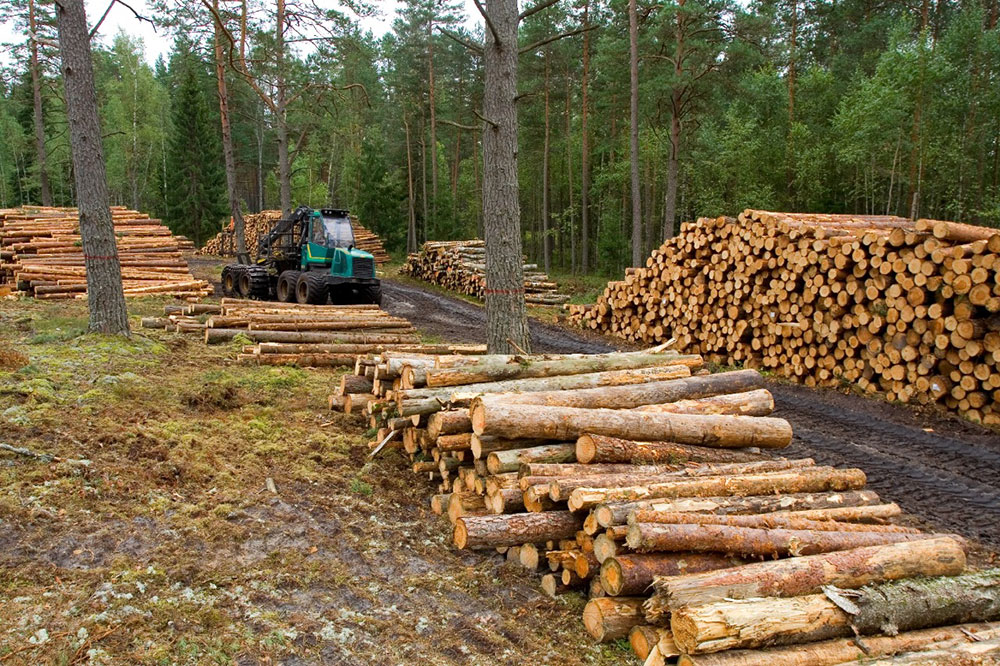 El sector forestal de Corrientes proyecta más de 20.000 empleos en corto plazo